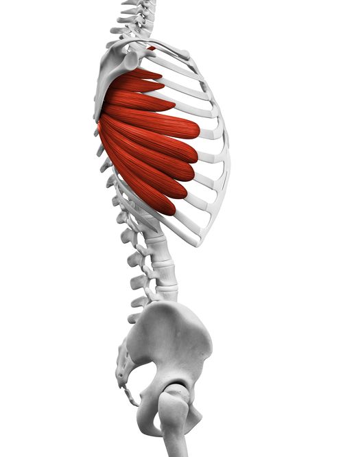 Serratus anterior muscle on the side ribcage